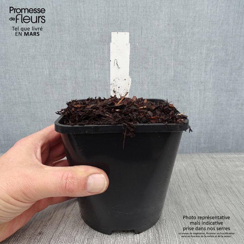 Amostra de Hosta Jurassic Park Vaso de 1,5 L/2 L tal como entregue no inverno