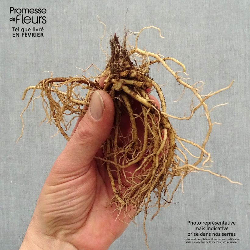 Amostra de Hosta Jurassic Park Raízes nuas tal como entregue no inverno