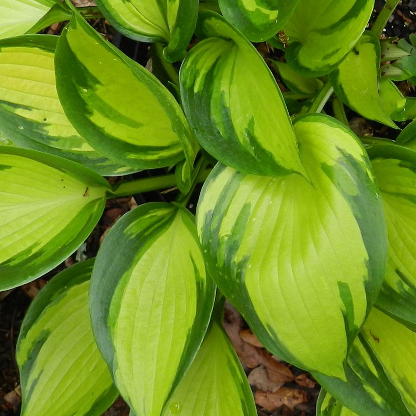 Hosta Justine - Funkia (Folhagem)