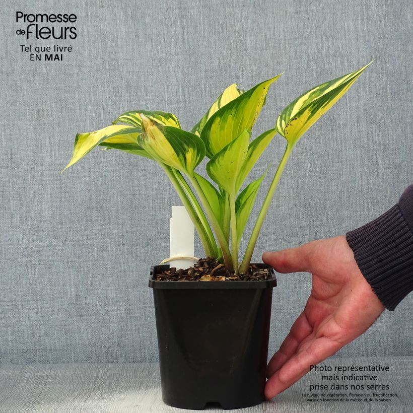 Amostra de Hosta Justine - Funkia Vaso de 1,5 L/2 L tal como entregue na primavera
