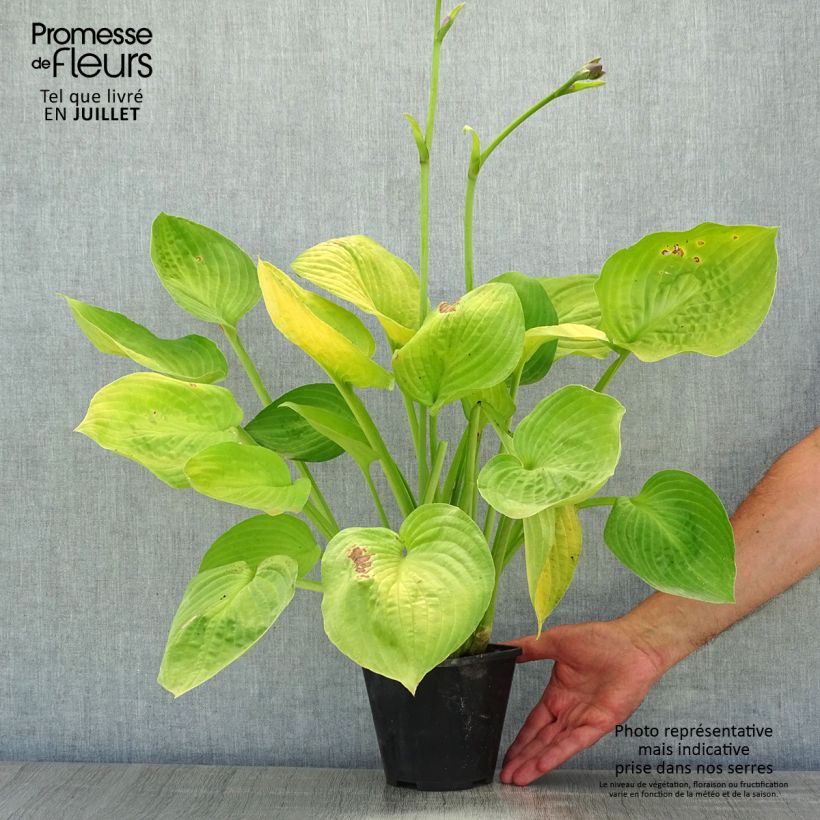 Amostra de Hosta Ki Ren Jyaku - Funkia Vaso de 1,5 L/2 L tal como entregue no verão