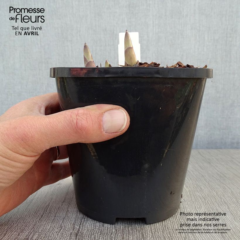 Amostra de Hosta Ki Ren Jyaku Vaso de 1,5 L/2 L tal como entregue na primavera