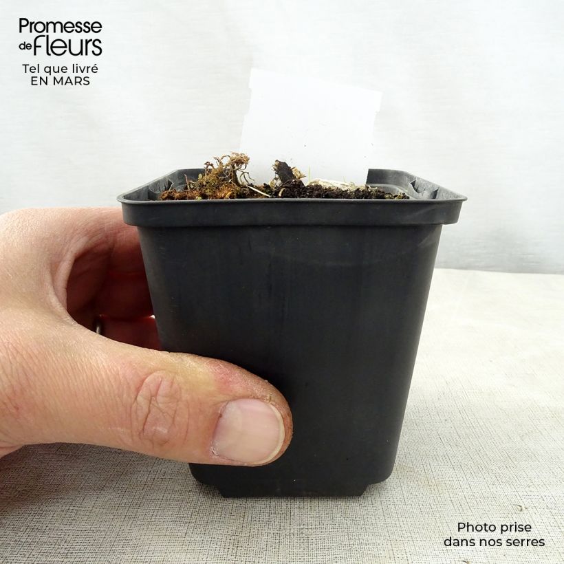 Amostra de Hosta Kiwi Full Monty Vaso de 8/9 cm tal como entregue na primavera