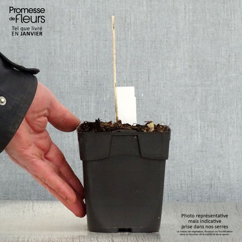 Amostra de Hosta Kiwi Full Monty Vaso de 8/9 cm tal como entregue no inverno