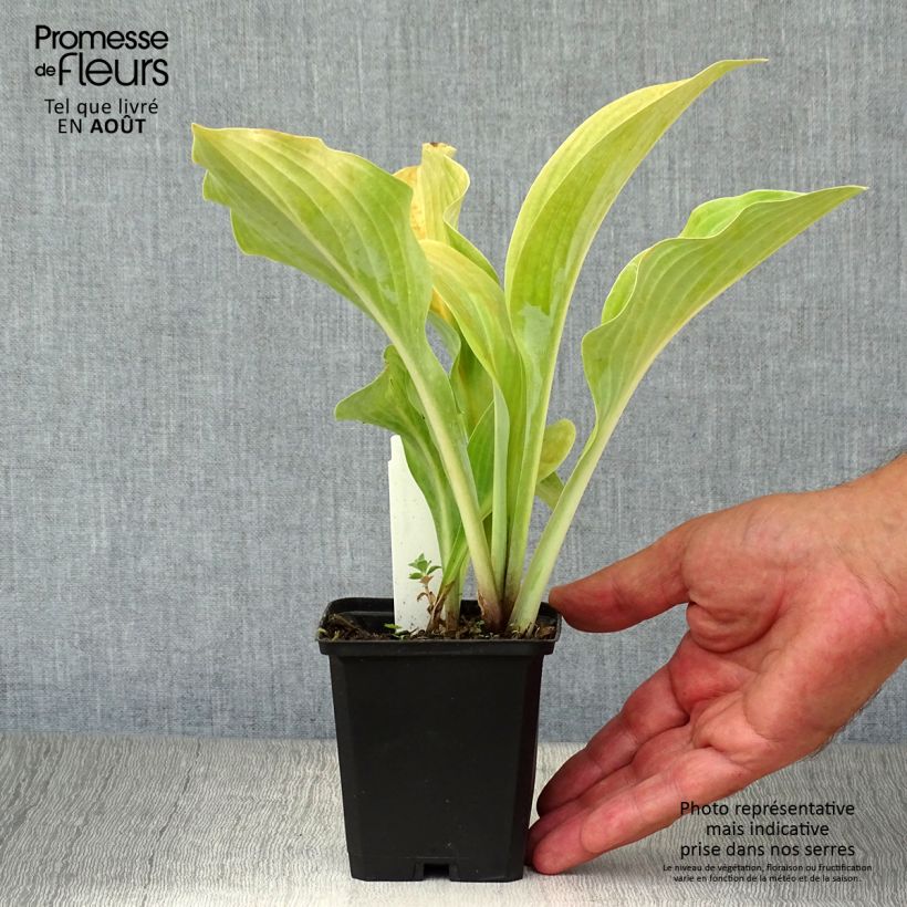 Amostra de Hosta nigrescens Krossa Regal Vaso de 8/9 cm tal como entregue no verão
