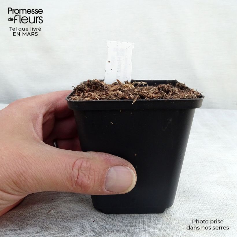 Amostra de Hosta nigrescens Krossa Regal Vaso de 8/9 cm tal como entregue na primavera