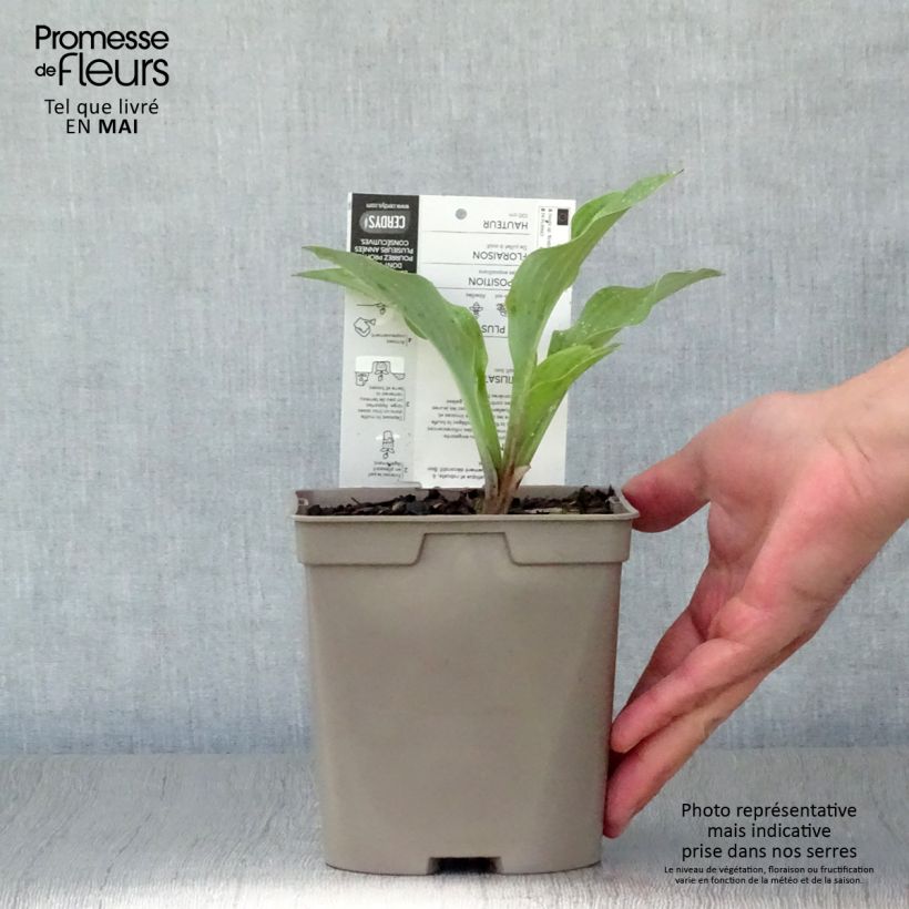 Amostra de Hosta nigrescens Krossa Regal Vaso de 2 L/3 L tal como entregue na primavera