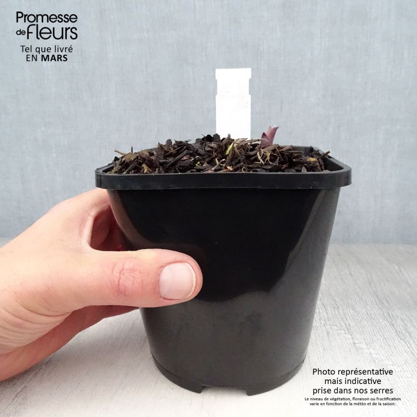Amostra de Hosta Lady in Red Vaso de 1,5 L/2 L tal como entregue na primavera