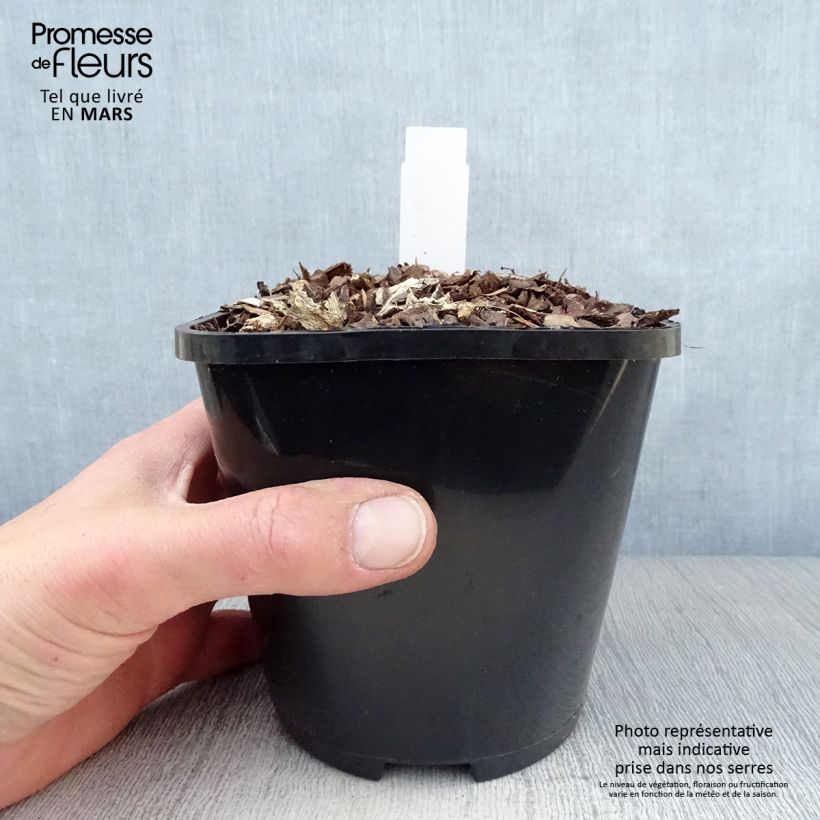 Amostra de Hosta Lakeside Maverick - Funkia Vaso de 1,5 L/2 L tal como entregue na primavera