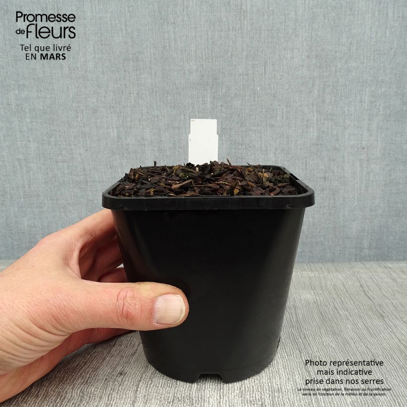 Amostra de Hosta Lakeside Paisley Print Vaso de 1,5 L/2 L tal como entregue no inverno