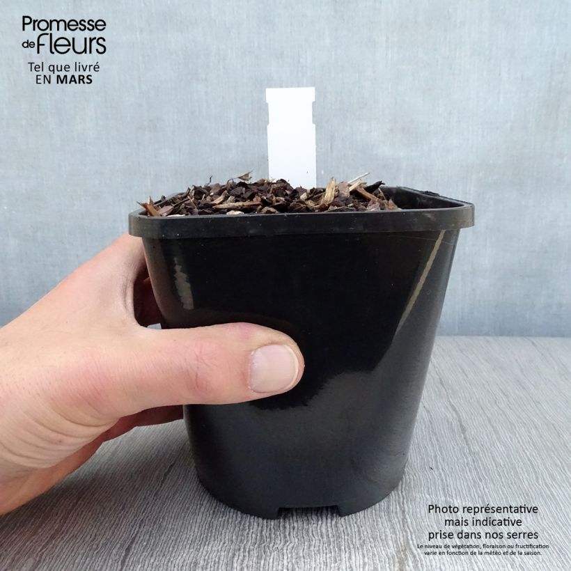 Amostra de Hosta Lakeside Prophecy Fulfilled Vaso de 1,5 L/2 L tal como entregue na primavera