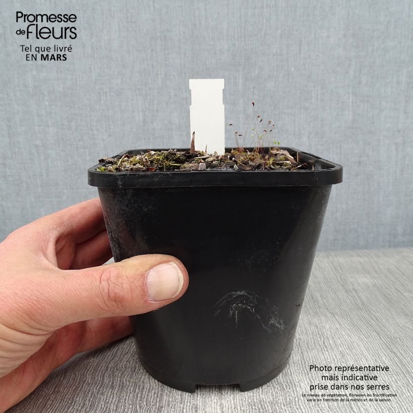 Amostra de Hosta Lakeside Prophecy Fulfilled Pot de 1,5L/2L tal como entregue no inverno