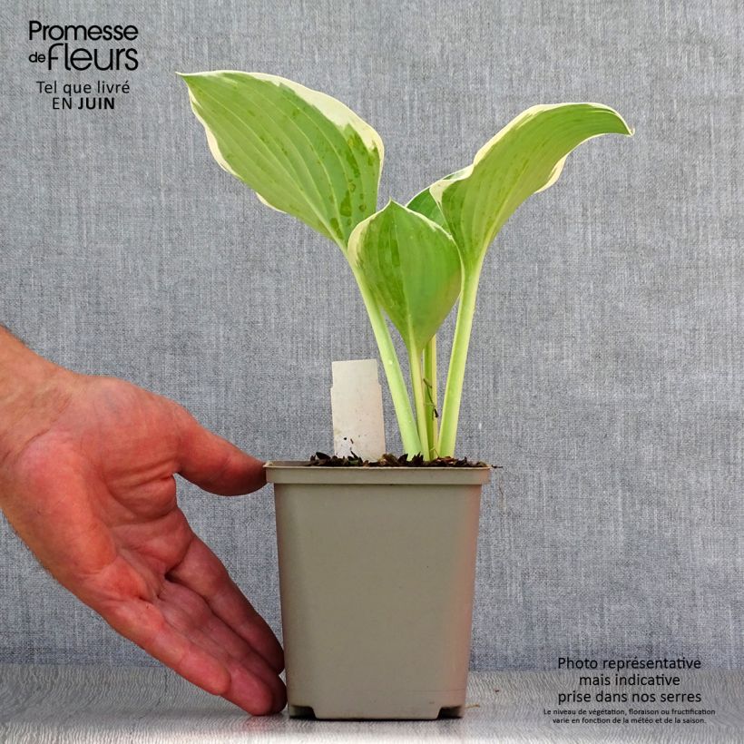Amostra de Hosta Liberty Vaso de 8/9 cm tal como entregue no verão