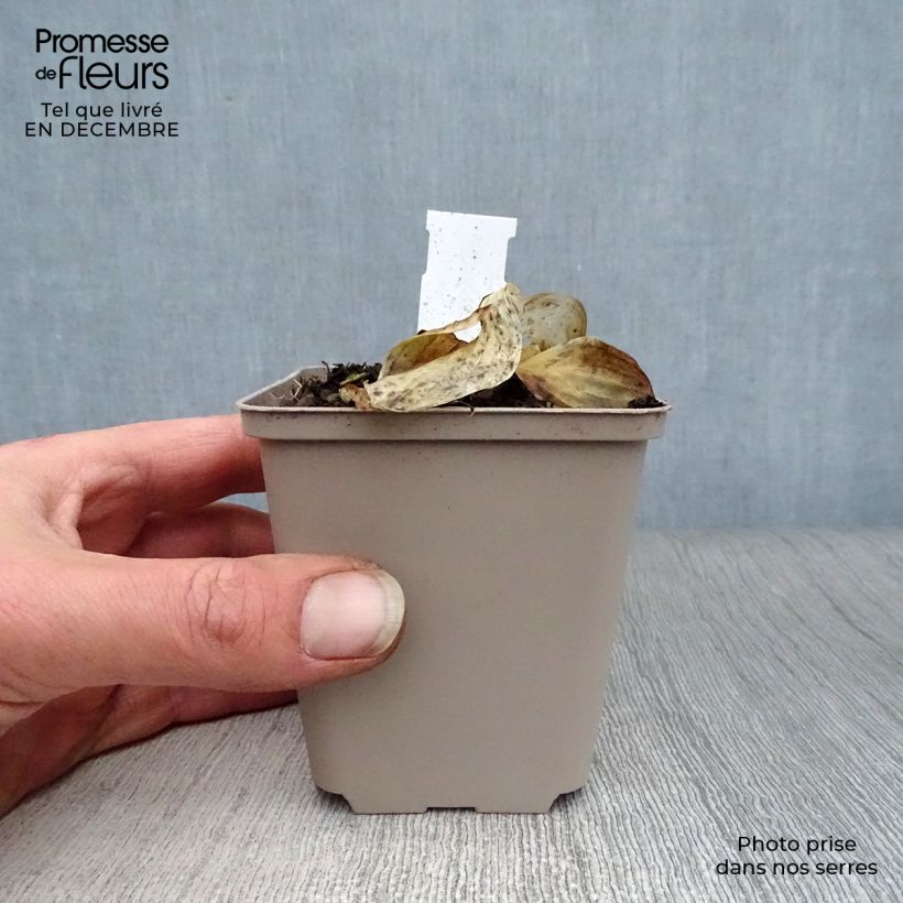 Amostra de Hosta Liberty Vaso de 8/9 cm tal como entregue no inverno