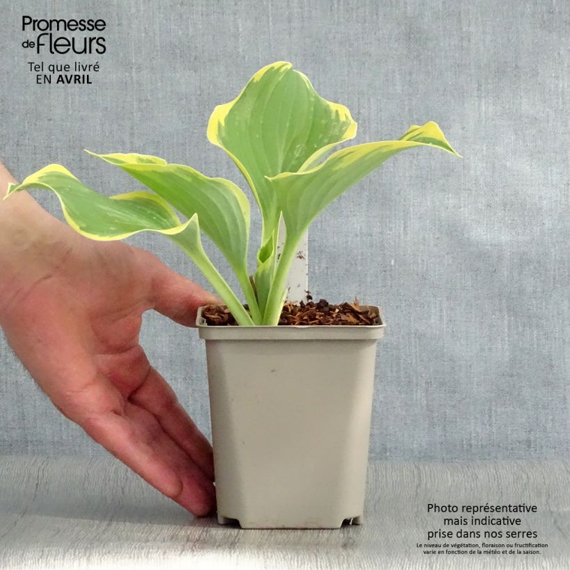 Amostra de Hosta Liberty Vaso de 8/9 cm tal como entregue na primavera