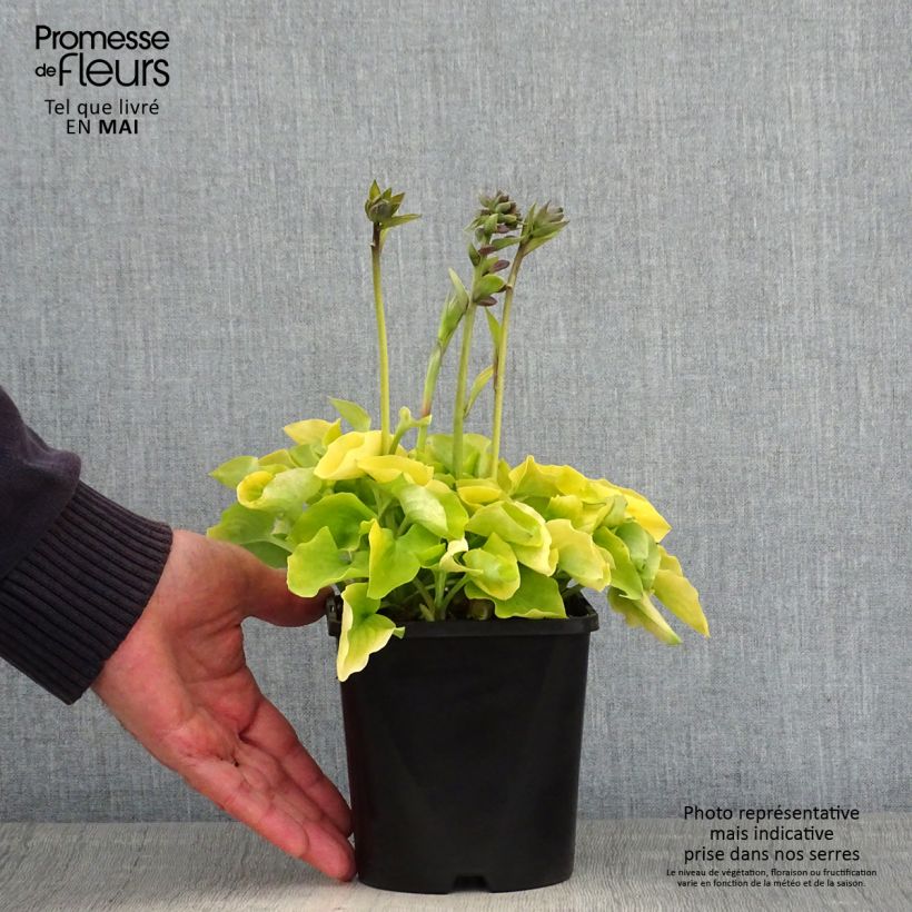 Amostra de Hosta Limey Lisa - Funkia Vaso de 1,5 L/2 L tal como entregue na primavera
