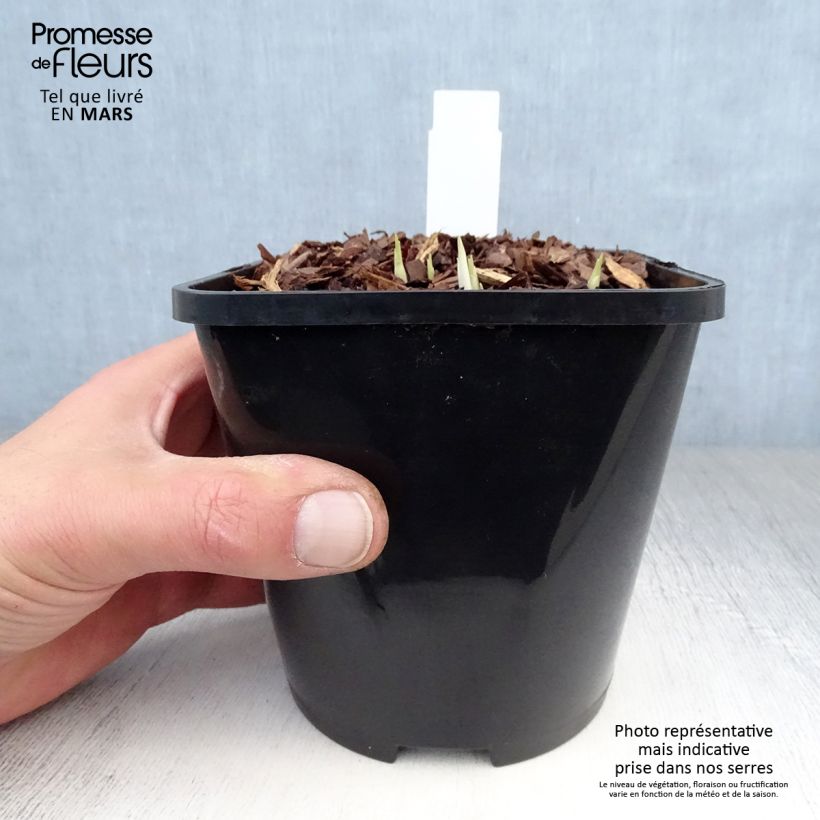 Amostra de Hosta Little Devil Vaso de 1,5 L/2 L tal como entregue na primavera