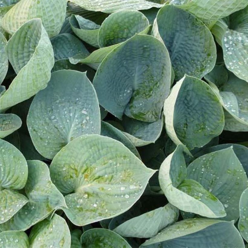 Hosta Love Pat (Folhagem)