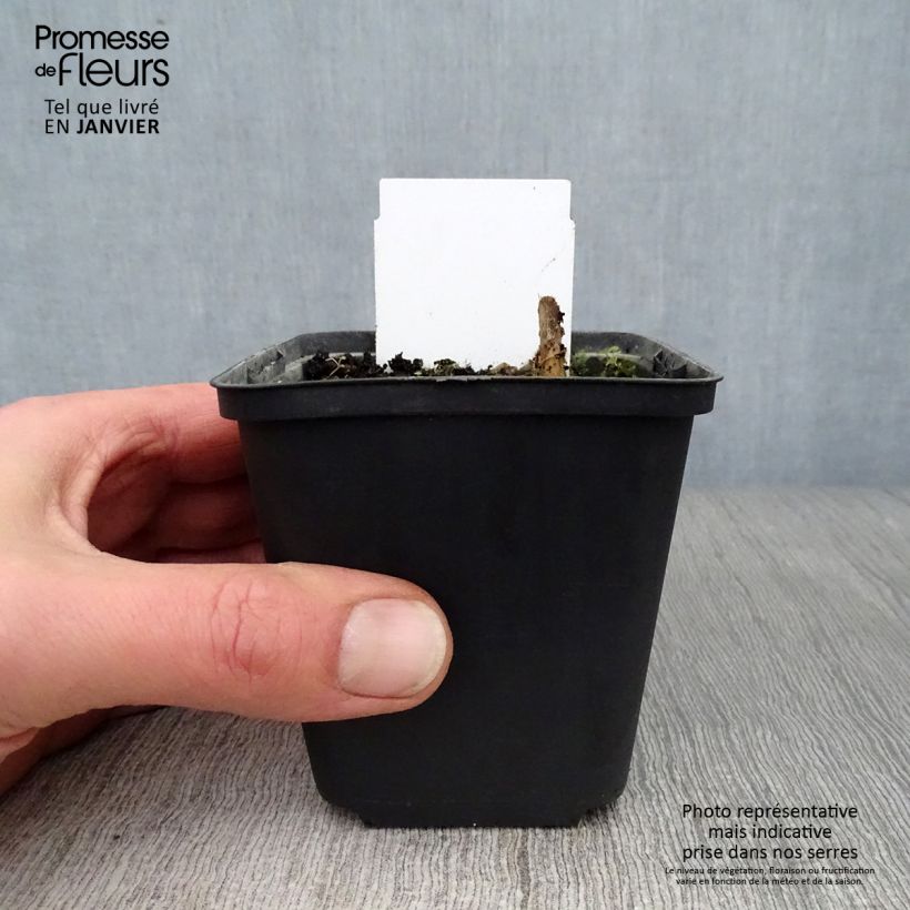 Amostra de Hosta Love Pat Godet de 8/9 cm tal como entregue no inverno