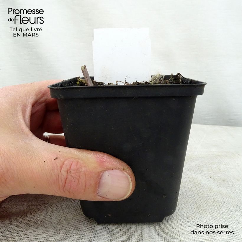 Amostra de Hosta Love Pat Vaso de 8/9 cm tal como entregue na primavera