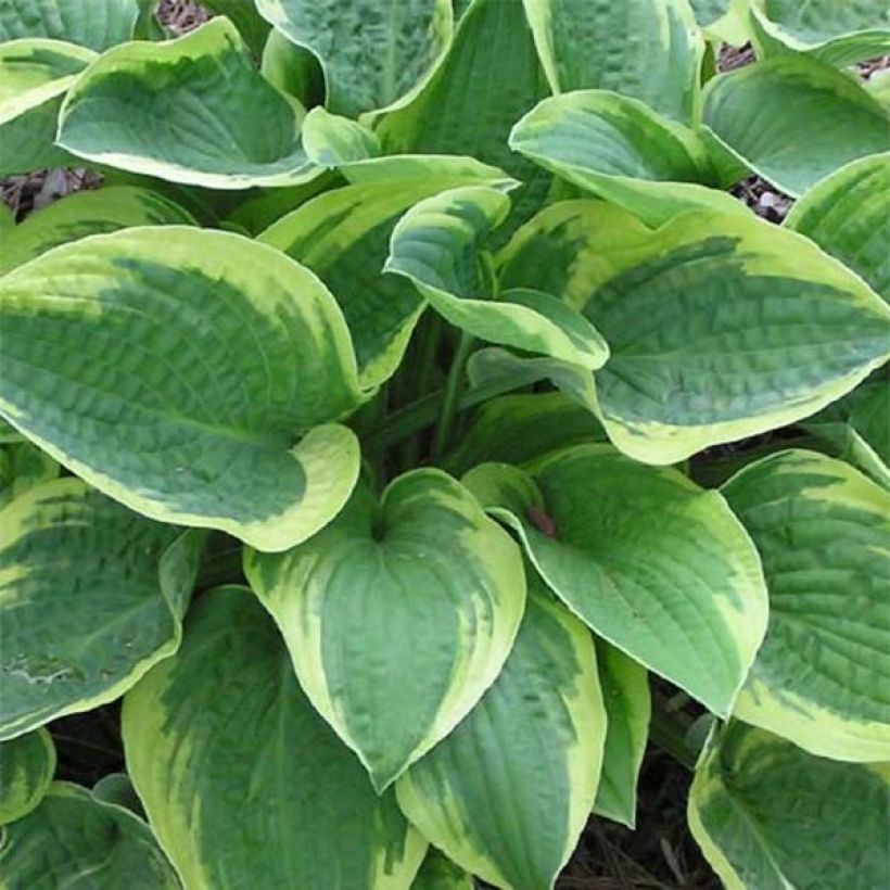 Hosta Mama Mia (Folhagem)