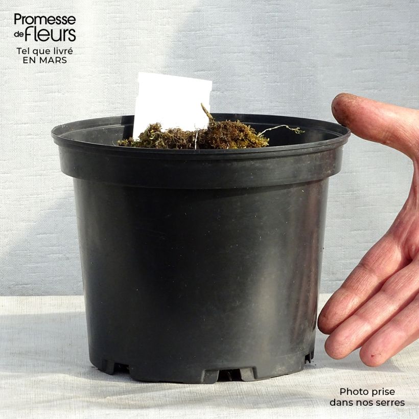 Amostra de Hosta Mama Mia Pot de 2L/3L tal como entregue no inverno