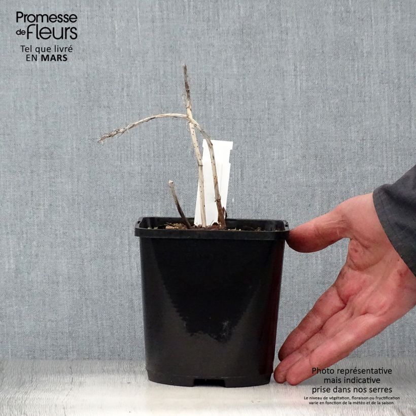 Amostra de Hosta Marilyn Monroe Vaso de 1,5 L/2 L tal como entregue na primavera