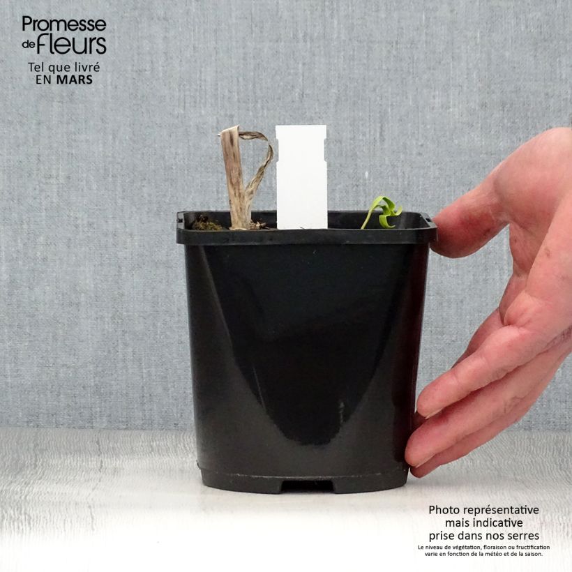 Amostra de Hosta Midnight at the Oasis Vaso de 1,5 L/2 L tal como entregue na primavera