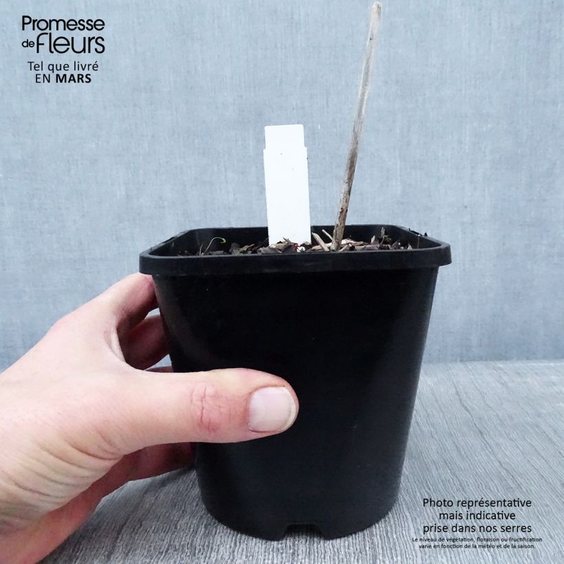 Amostra de Hosta Midnight at the Oasis Pot de 1,5L/2L tal como entregue no inverno