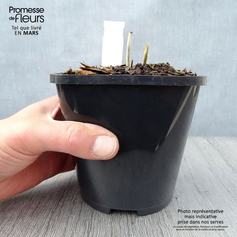 Amostra de Hosta Mini Skirt Vaso de 1,5 L/2 L tal como entregue na primavera