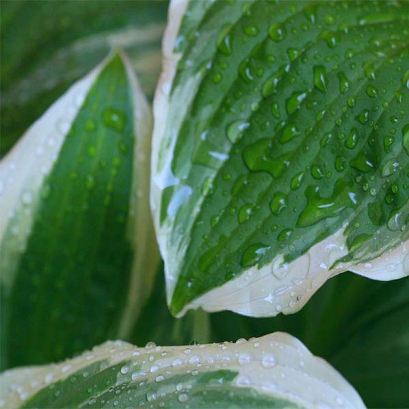 Hosta Minuteman (Folhagem)