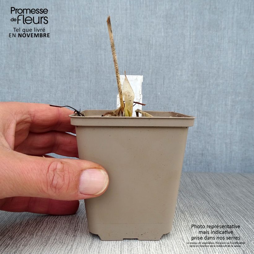 Amostra de Hosta Minuteman Vaso de 8/9 cm tal como entregue no outono