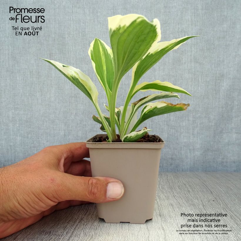 Amostra de Hosta Minuteman Vaso de 8/9 cm tal como entregue no verão