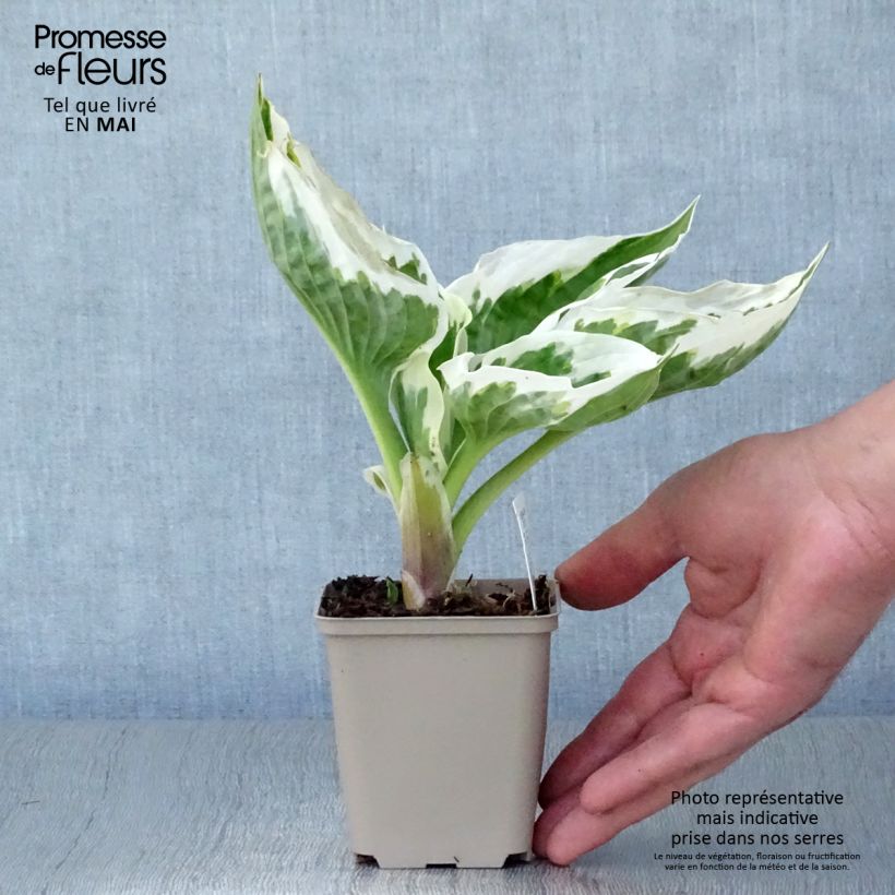 Amostra de Hosta Minuteman Vaso de 8/9 cm tal como entregue na primavera