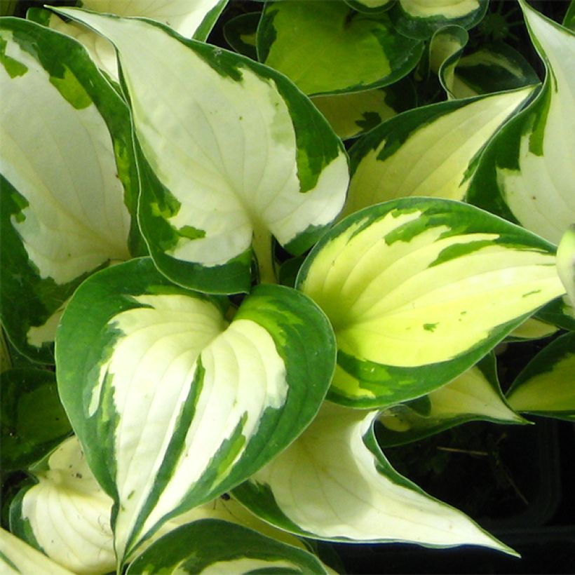 Hosta Morning Light (Folhagem)