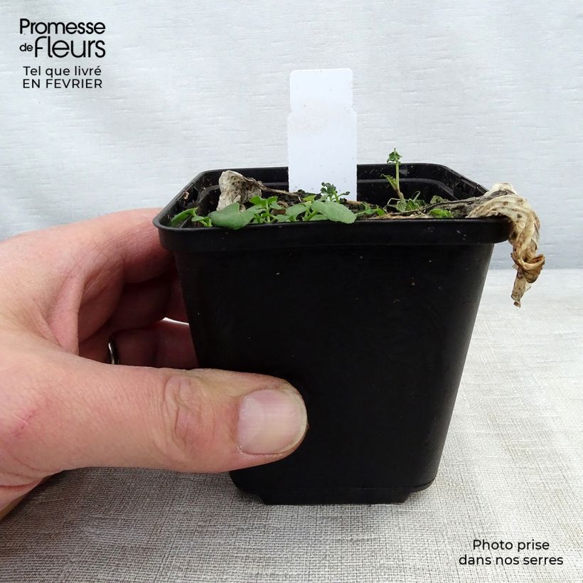 Amostra de Hosta Morning Light Vaso de 8/9 cm tal como entregue no inverno