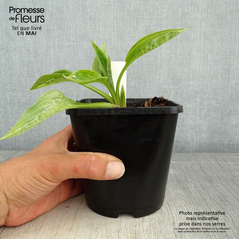 Amostra de Hosta Moulin Rouge Vaso de 1,5 L/2 L tal como entregue na primavera
