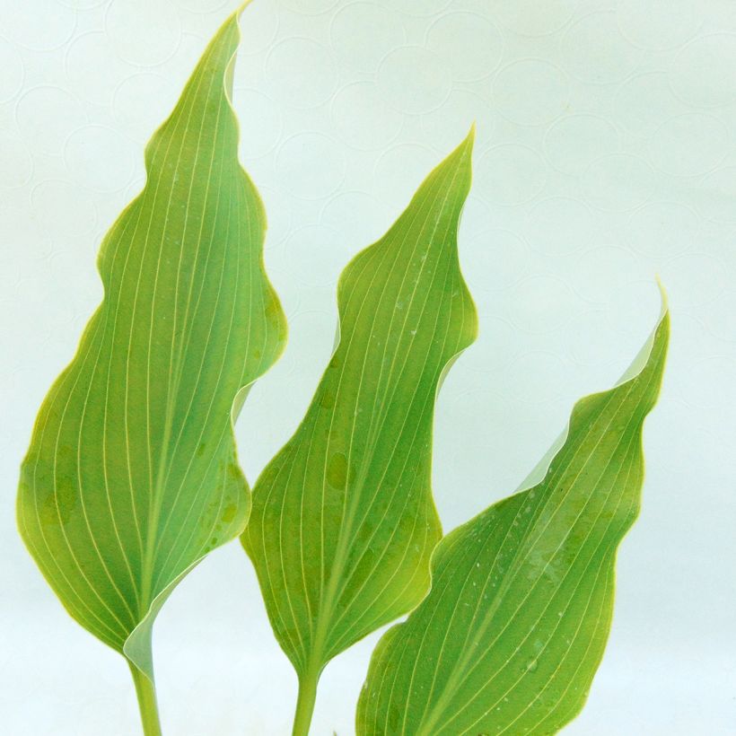Hosta Neptune (Folhagem)