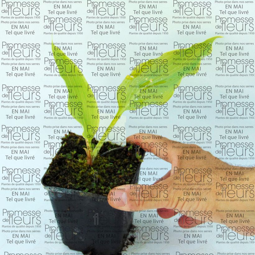 Exemplo de amostra de Hosta Neptune  Vaso de 8/9 cm tal como entregue