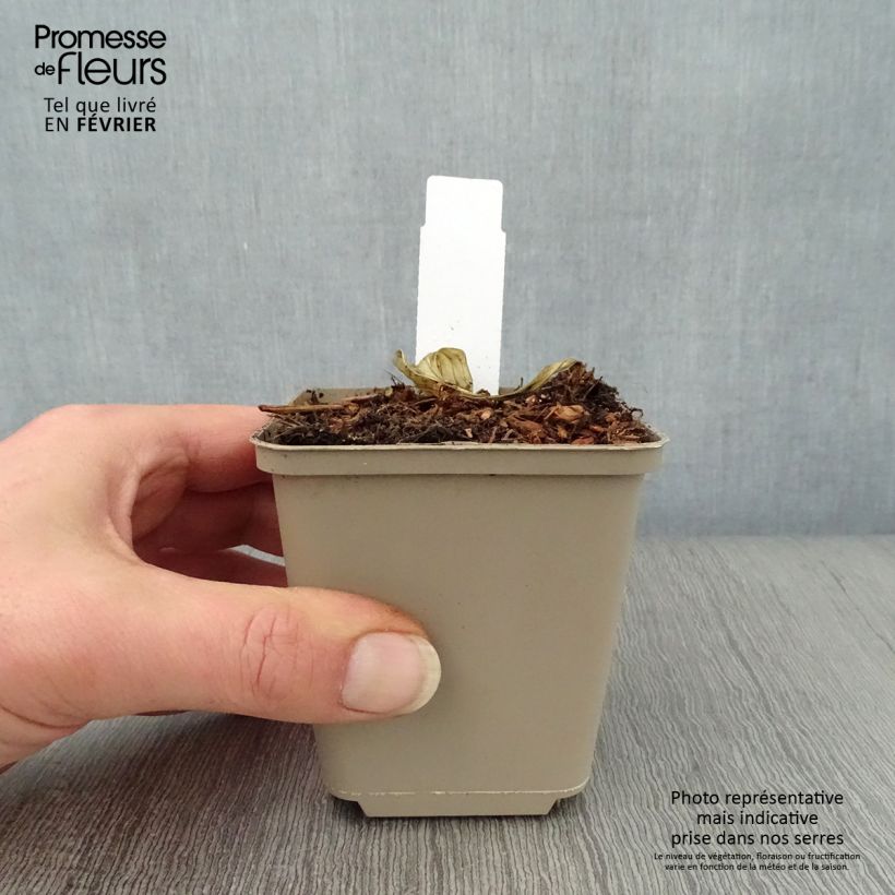 Amostra de Hosta Night Before Christmas Godet de 8/9 cm tal como entregue no inverno