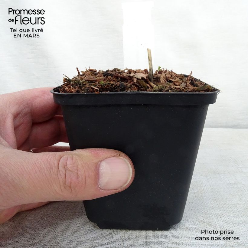 Amostra de Hosta Night Before Christmas Vaso de 8/9 cm tal como entregue na primavera