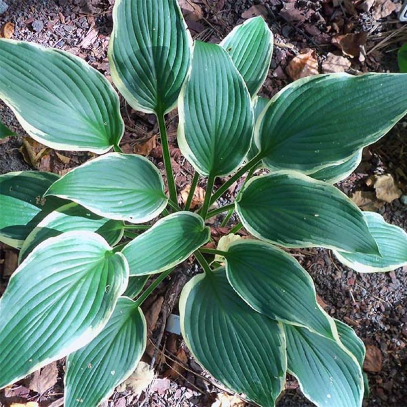 Hosta North Hills (Folhagem)