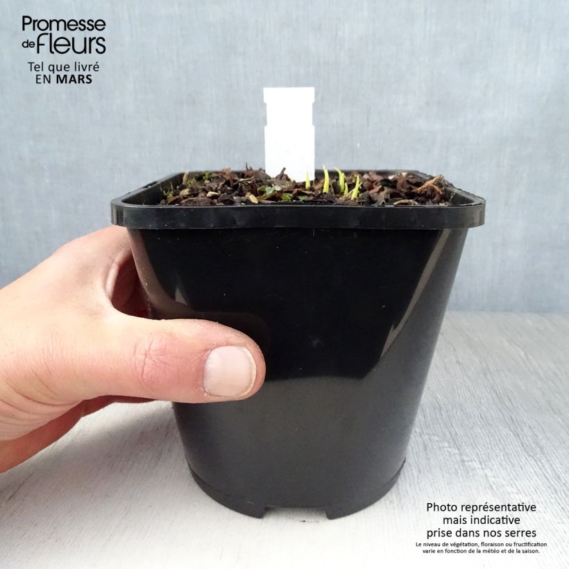 Amostra de Hosta Obi Vaso de 1,5 L/2 L tal como entregue na primavera