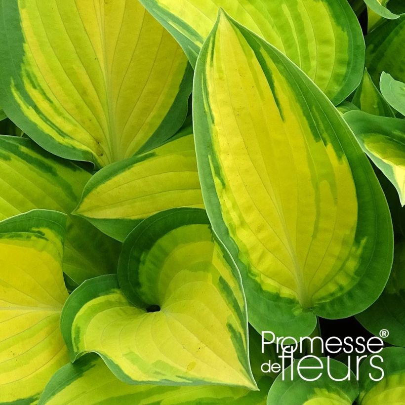 Hosta Orange Marmelade (Folhagem)