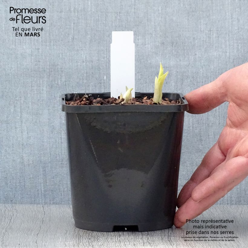 Amostra de Hosta Orange Marmelade Vaso de 1,5 L/2 L tal como entregue na primavera