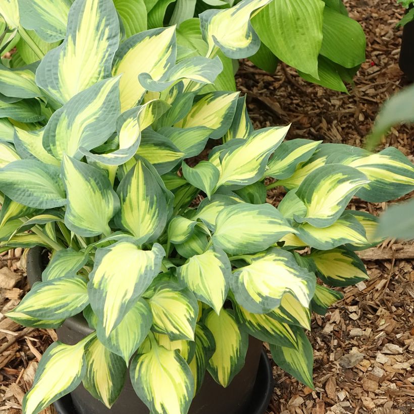 Hosta Orange Marmelade (Hábito)