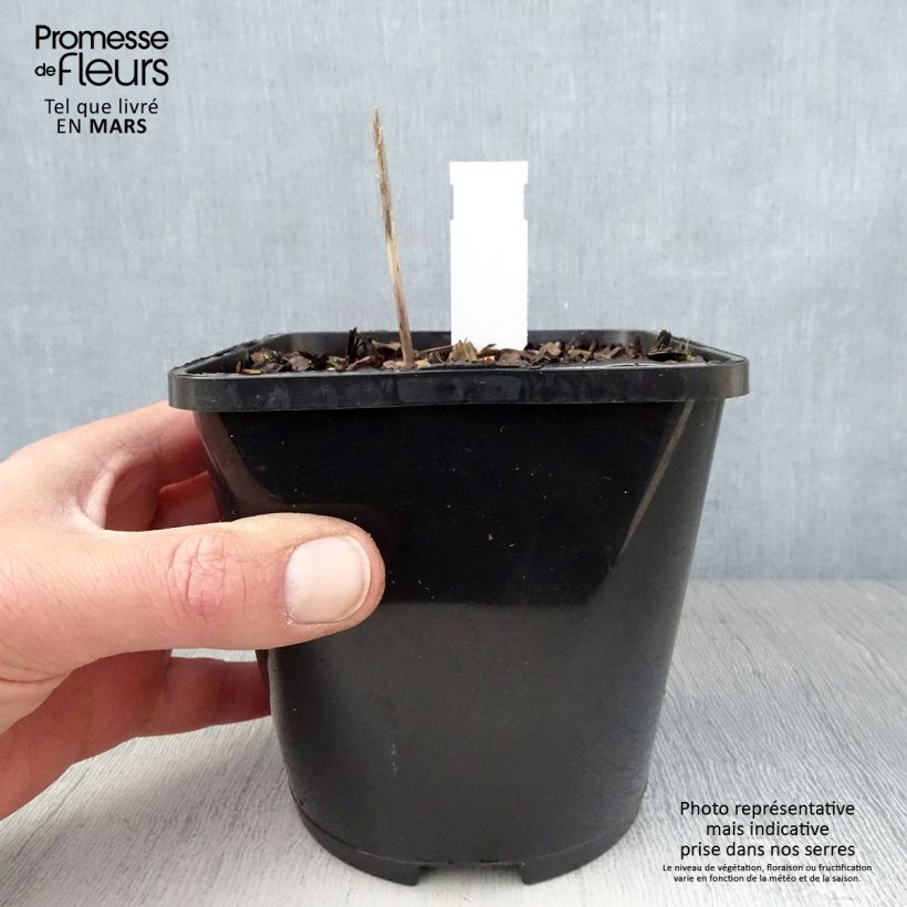 Amostra de Hosta tardiana Orange Star Vaso de 1,5 L/2 L tal como entregue na primavera