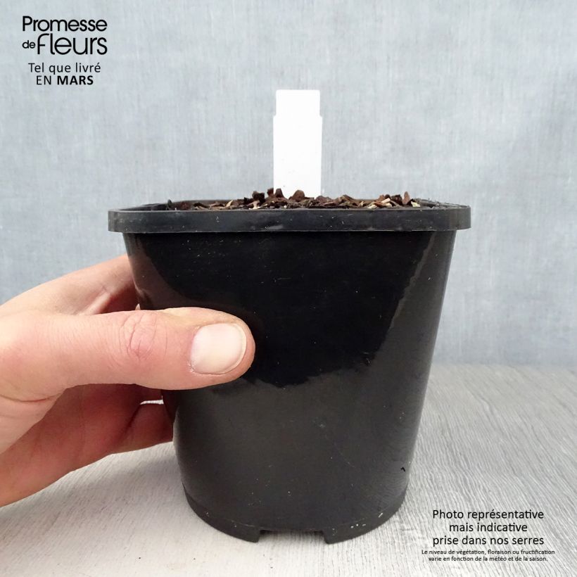 Amostra de Hosta Orion's Belt Vaso de 1,5 L/2 L tal como entregue na primavera