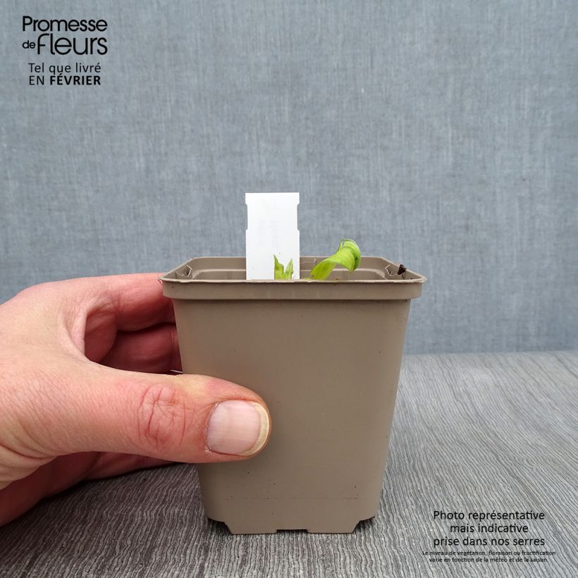 Amostra de Hosta Paradise Island Godet de 8/9 cm tal como entregue no inverno