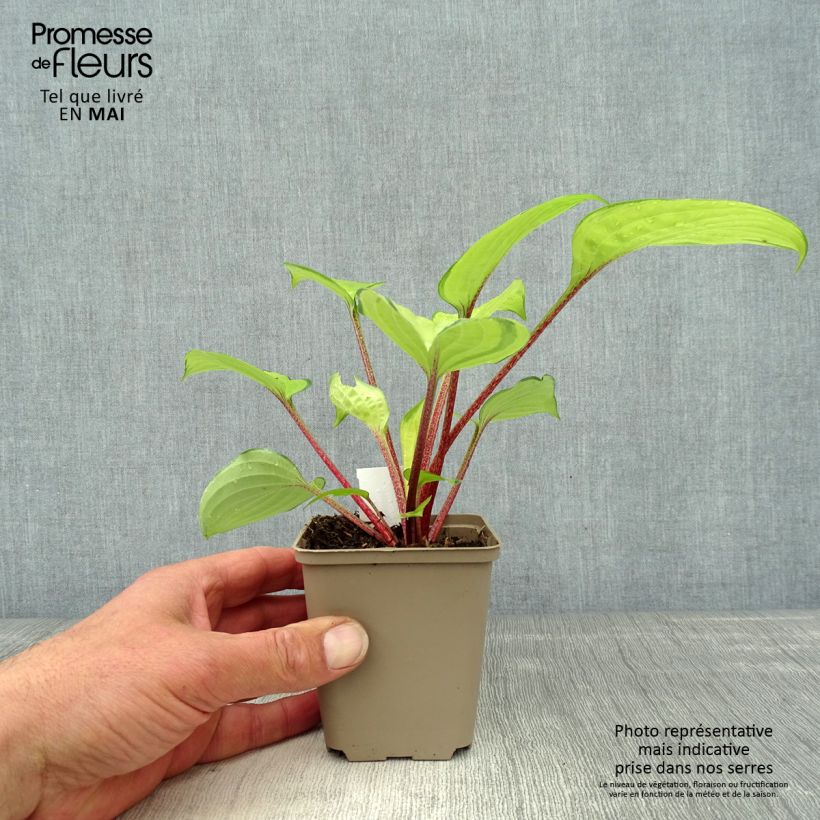 Amostra de Hosta Paradise Island Vaso de 8/9 cm tal como entregue na primavera